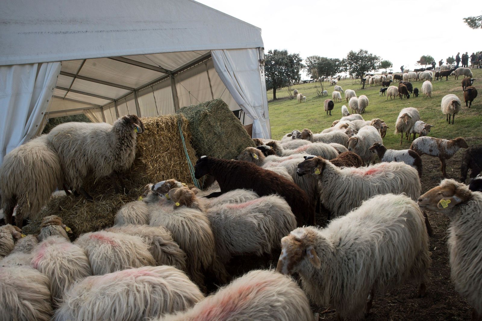 Las ovejas se desplazan hacia el norte de Madrid