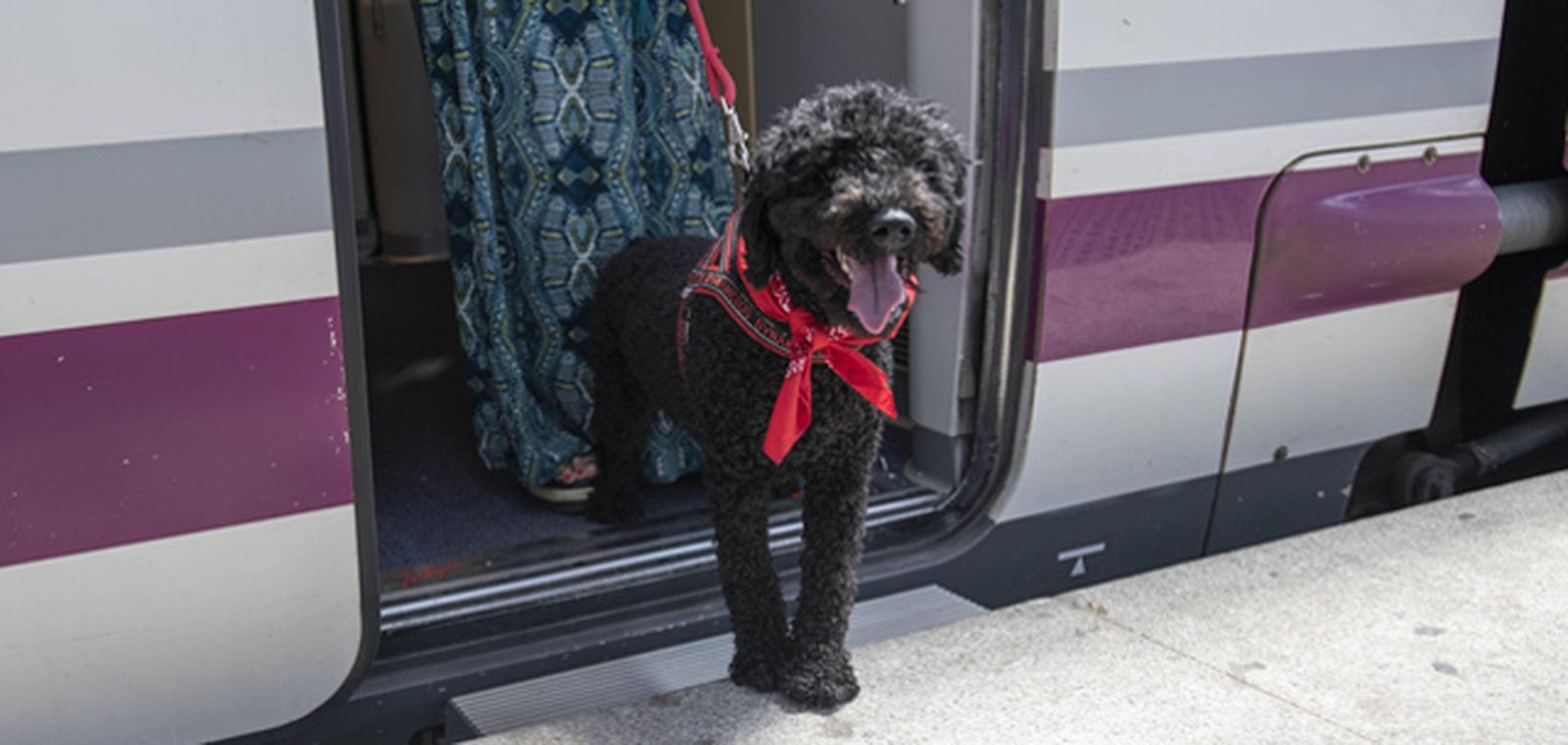 Un perro en la puerta de un tren de Renfe