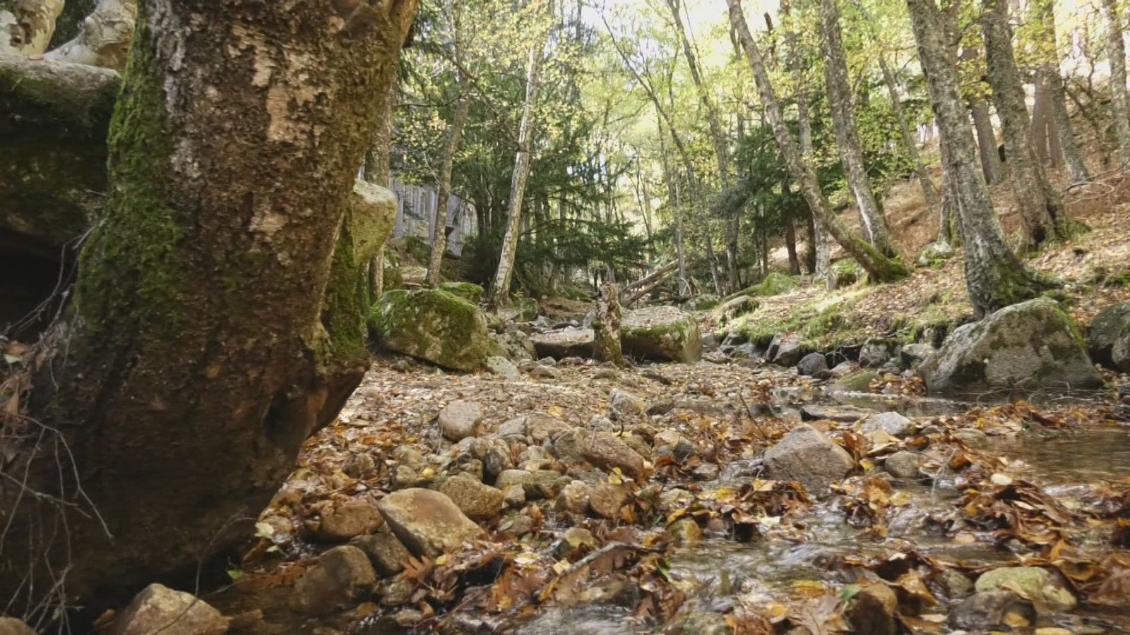 Un viaje al corazón del otoño en Canencia