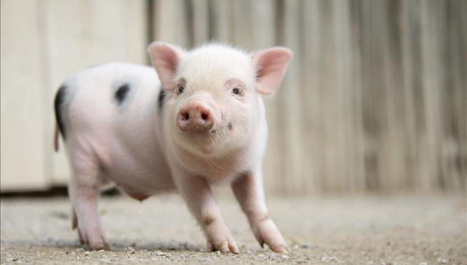 Un cerdo vietnamita