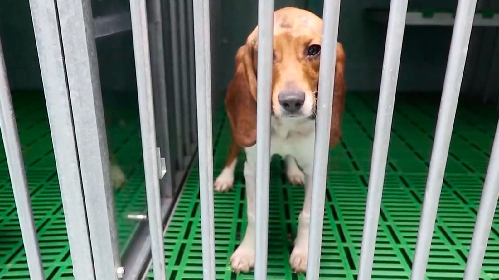 Madrid suspende la actividad investigadora de Vivotecnia al detectar indicios de maltrato animal