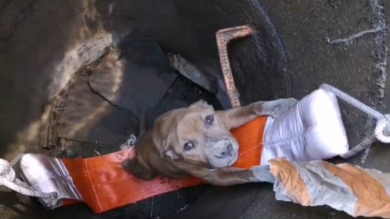 Perro rescatado por los Bomberos de Fuenlabrada