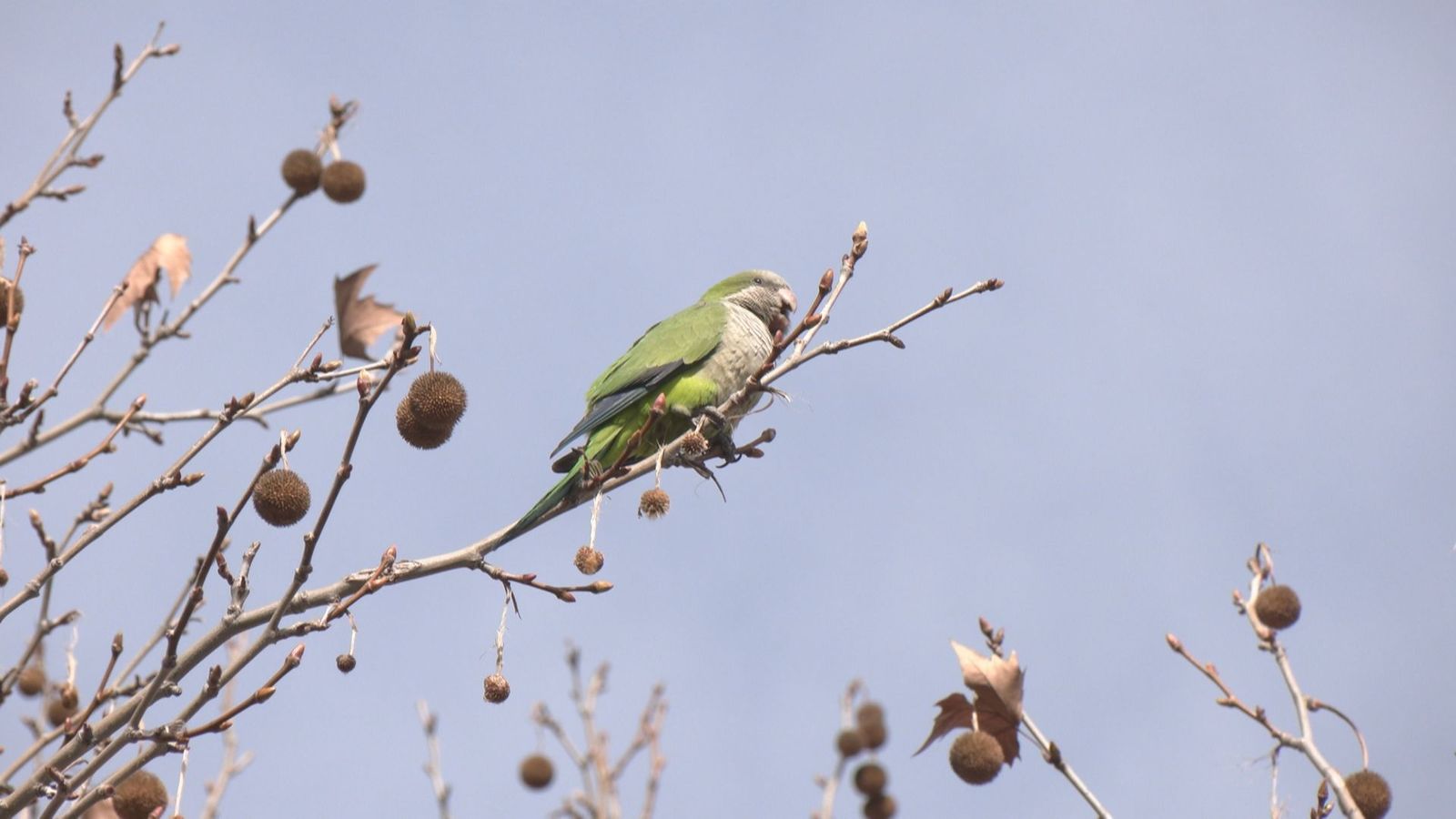 Una plaga de cotorras argentinas invade Valdemoro