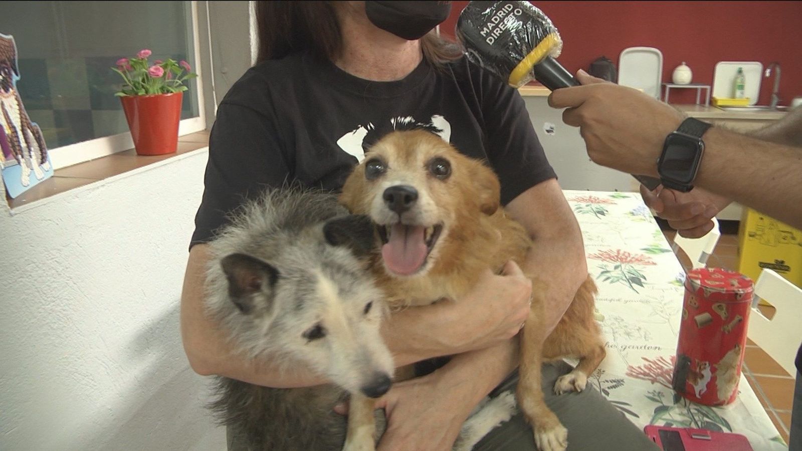 Conocemos a los diez perros rescatados por la protectora ALBA