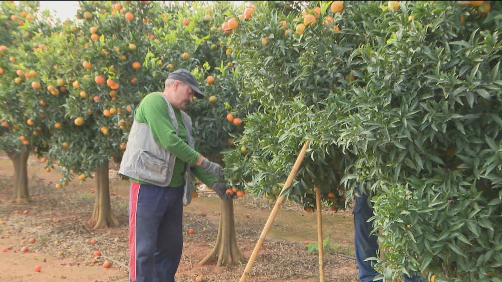 La brecha entre el campo y la mesa del consumidor se agranda con ‘costes inasumibles’ para los agricultores