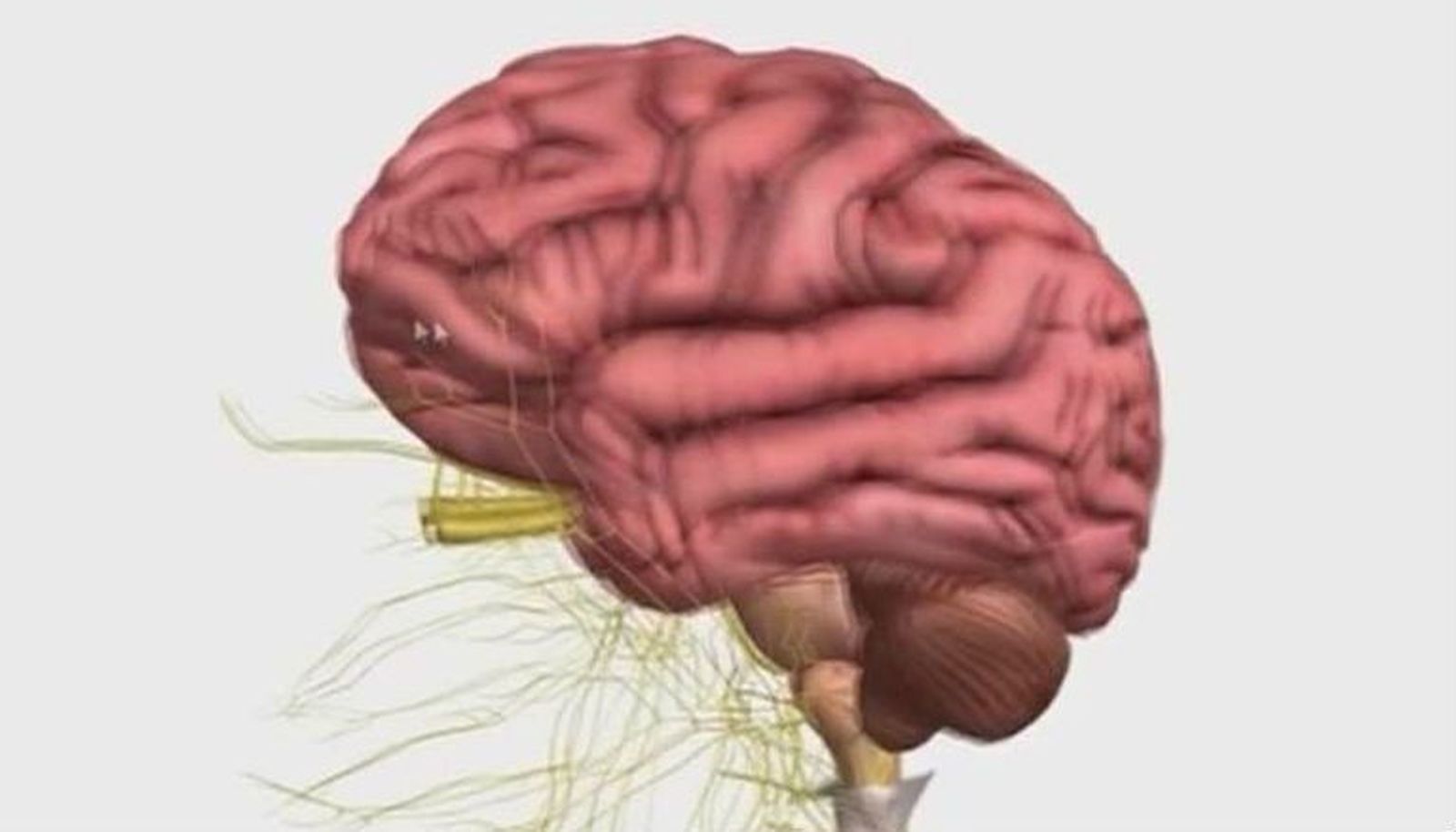 El cerebro funciona como una sinfónica para dar orden a los recuerdos