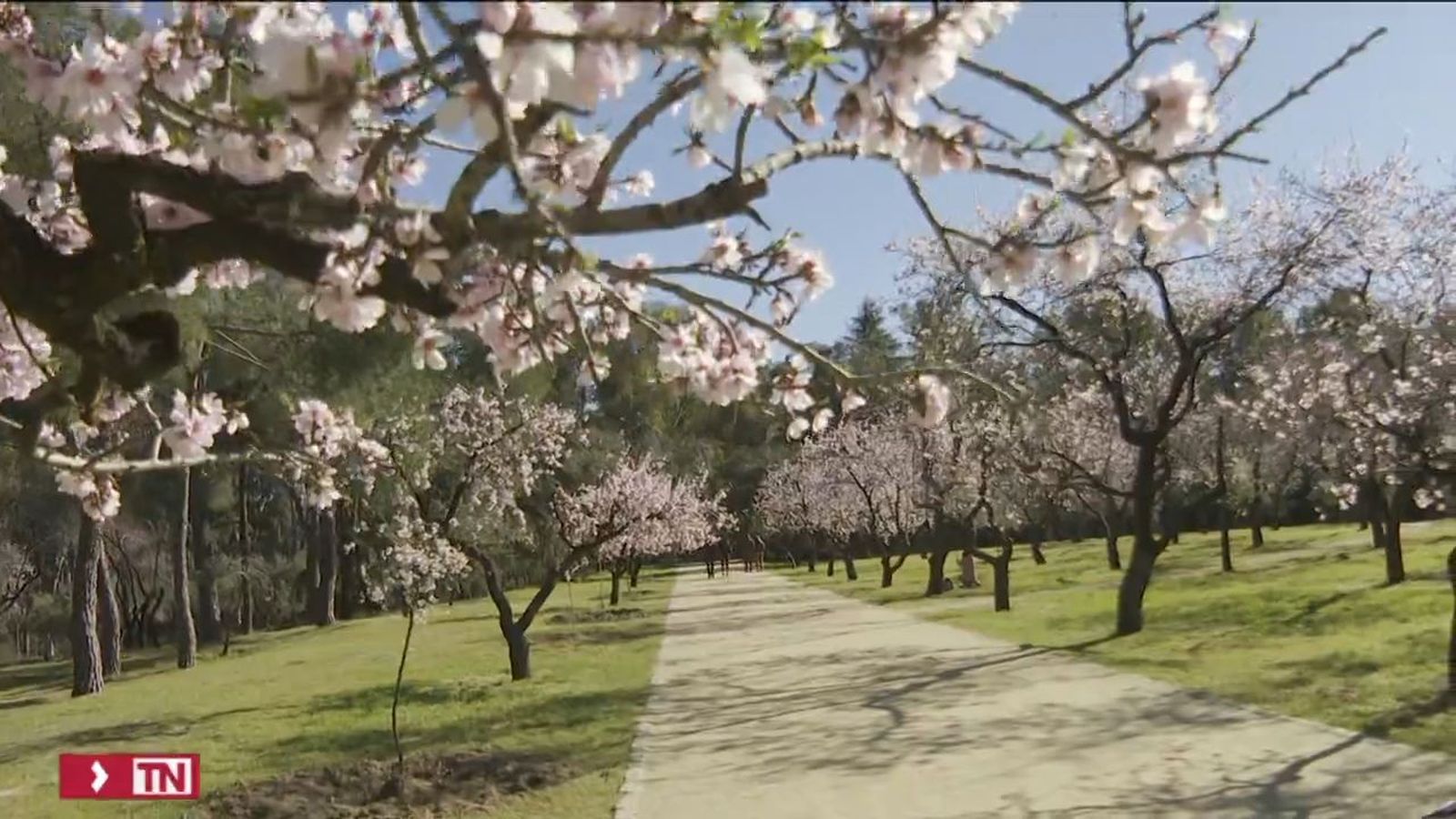 Almendros en flor en Madrid