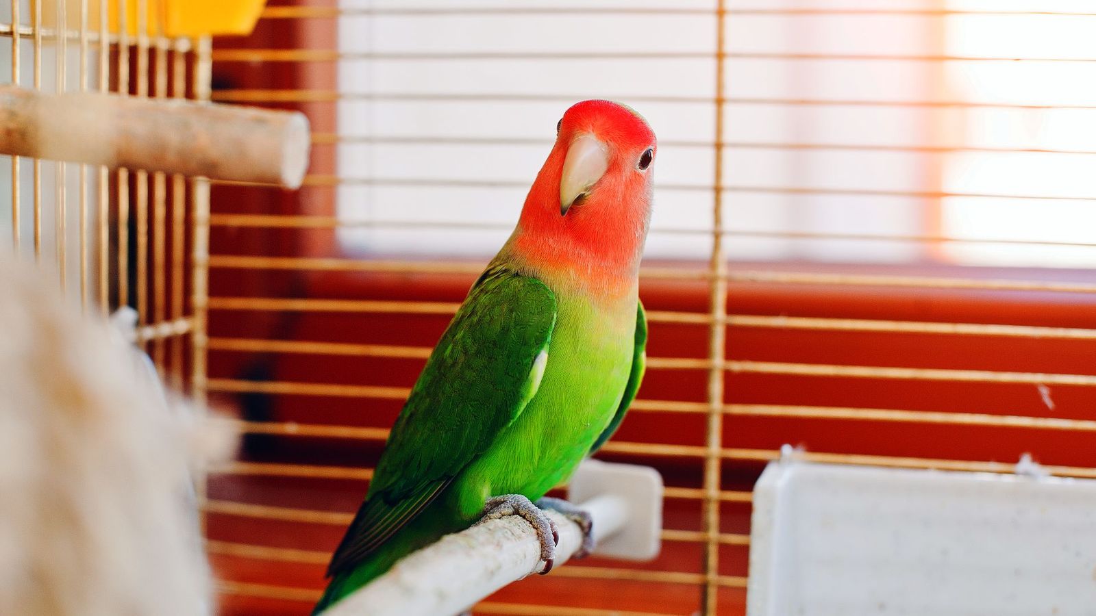 Una vecina de Tetuán crea una página en redes para encontrar pájaros desaparecidos