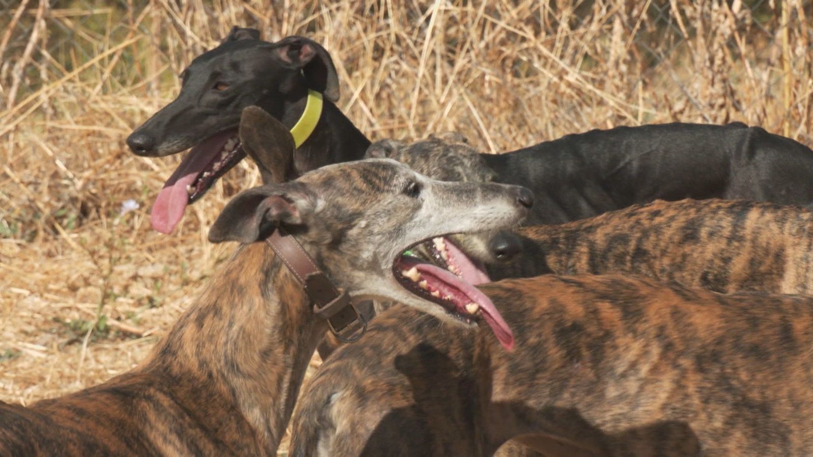 Conocemos cómo se crían los galgos de carreras en Torres de la Alameda