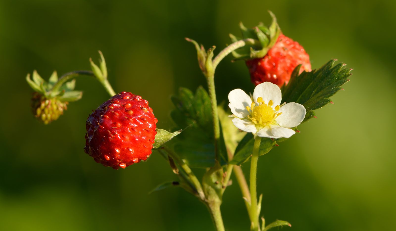 fresas_21s