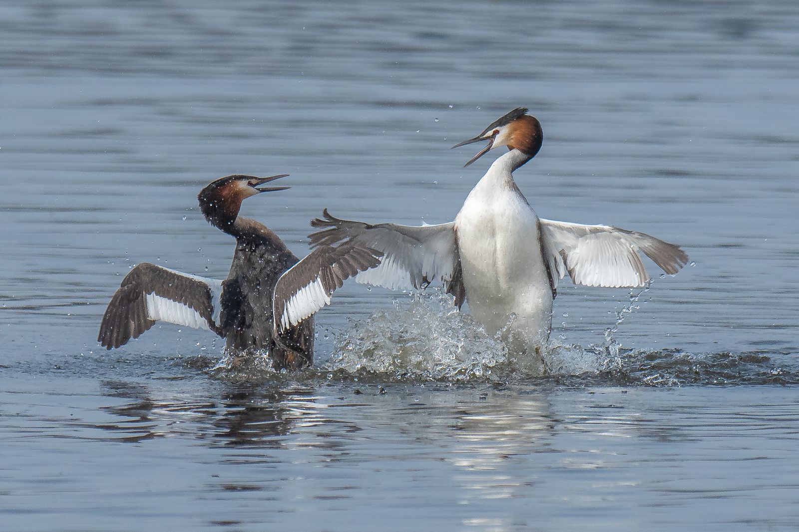 Somormujos en la lagunas de Ambroz