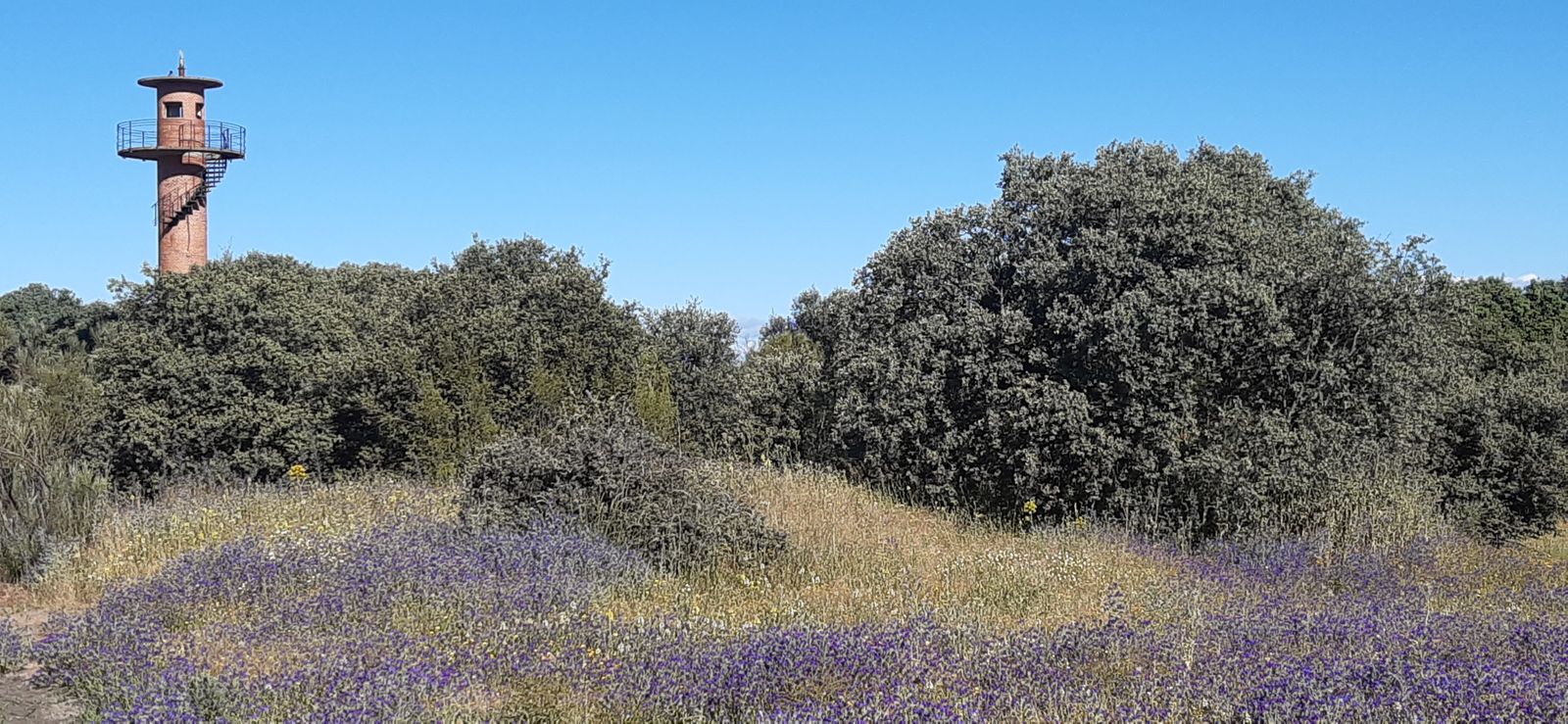 Vista del bosque de Montegancedo con una de las antiguas instalaciones militares