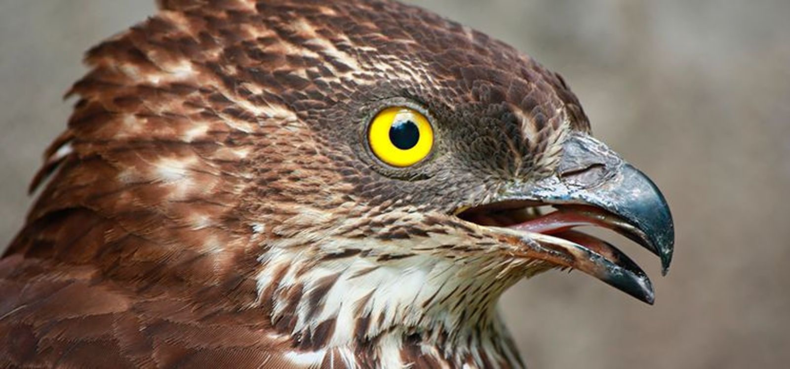 Abejero europeo (Pernis apivorus)