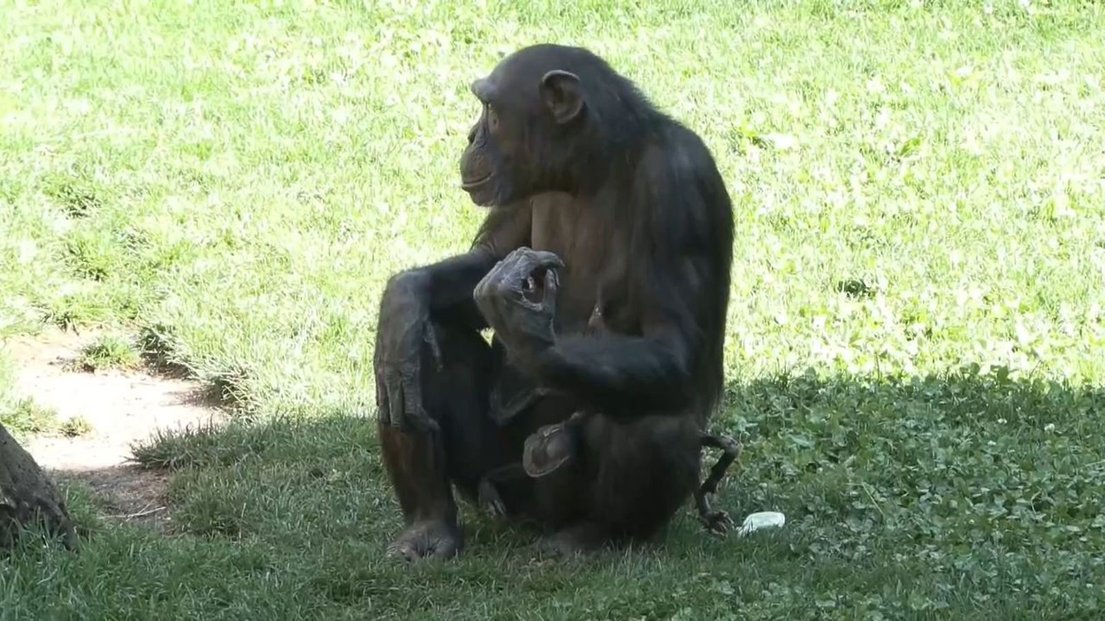 Una chimpancé carga con su cría muerta desde hace 3 meses