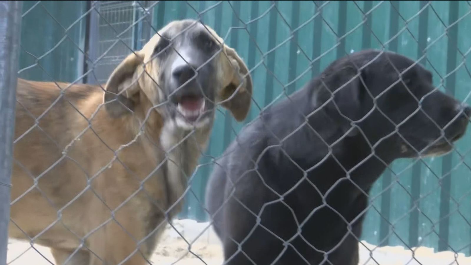 El CGPJ avisa: maltratar a la mascota puede tener más castigo que a la pareja