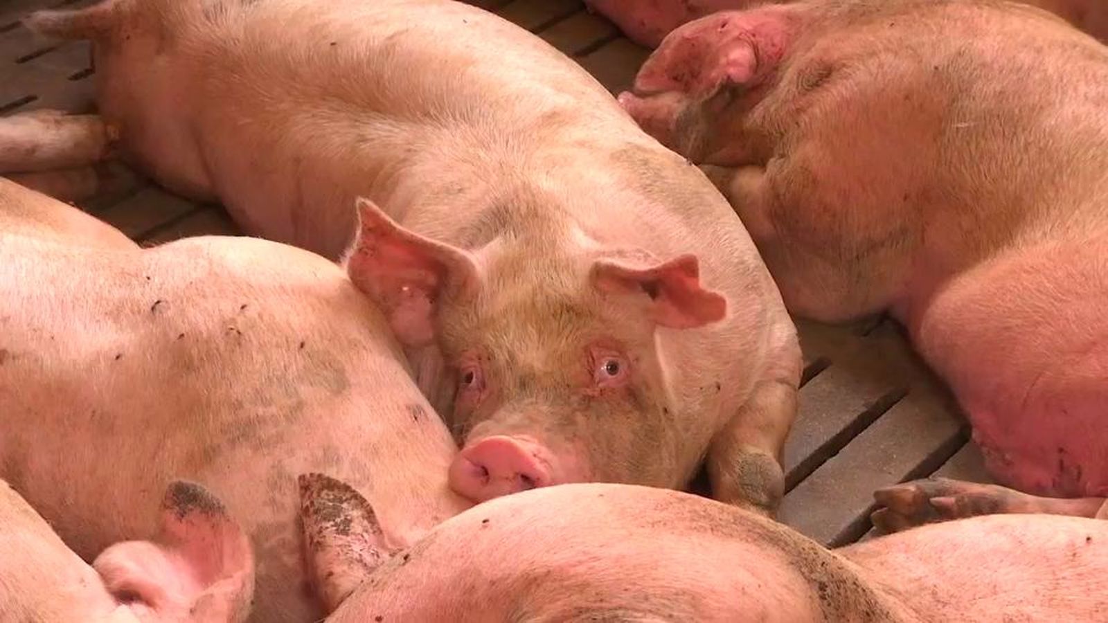Los ganaderos confían en contener la peste porcina en Barcelona, pero advierten de una caída de precios en origen