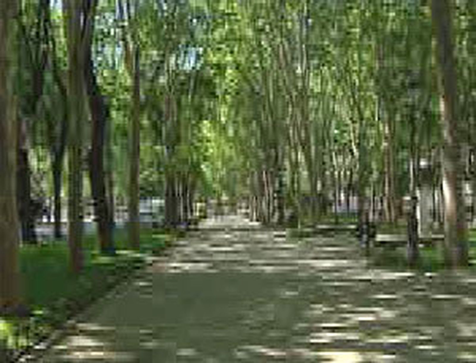 pradoarboles