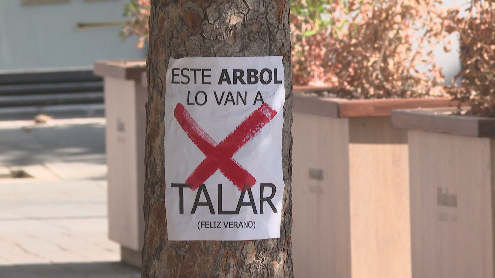 Los árboles de la plaza de Santa Ana no se talarán en agosto