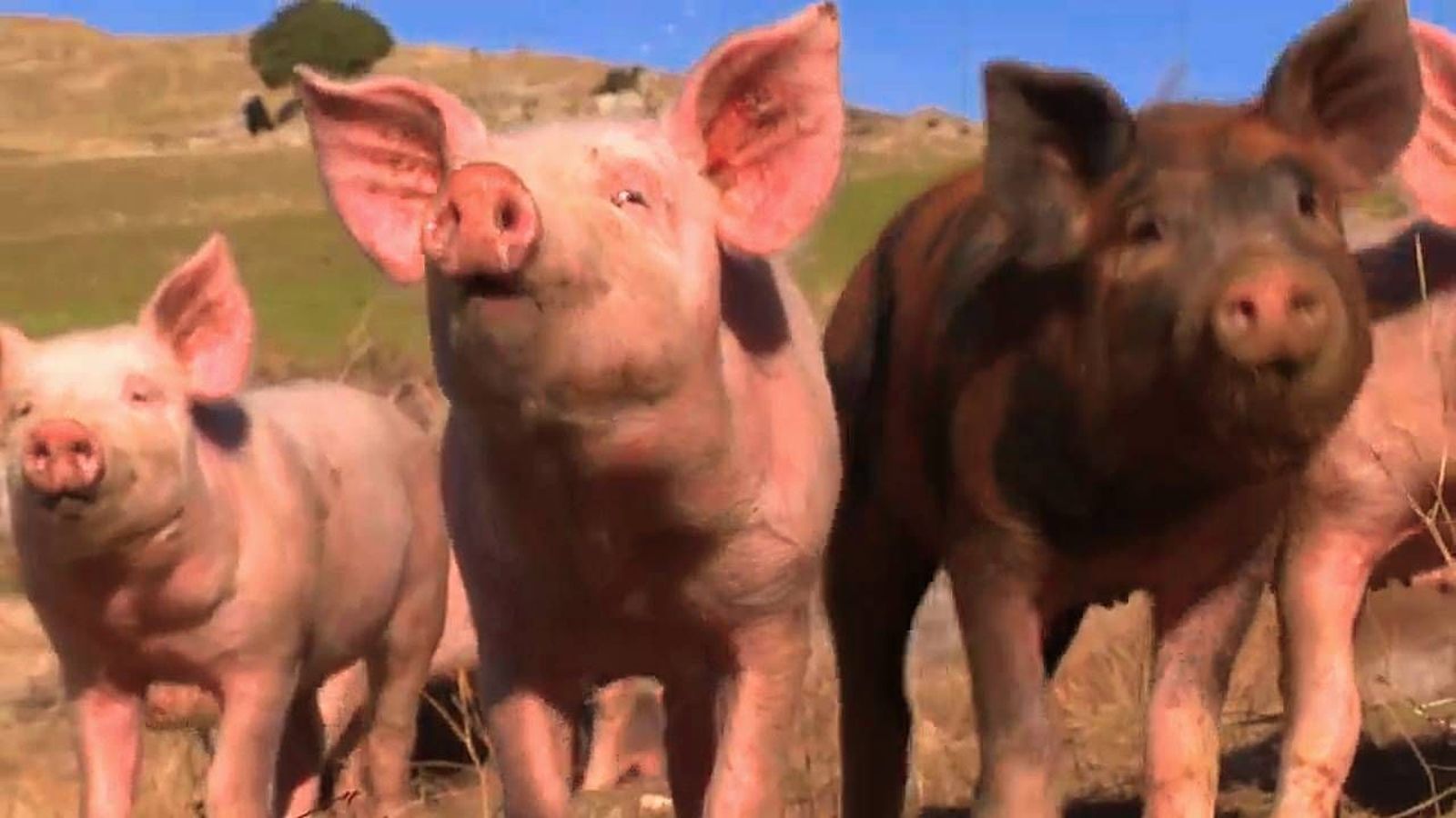 Madrid lanza un mensaje de "total tranquilidad" ante los casos de peste porcina detectados en Cataluña