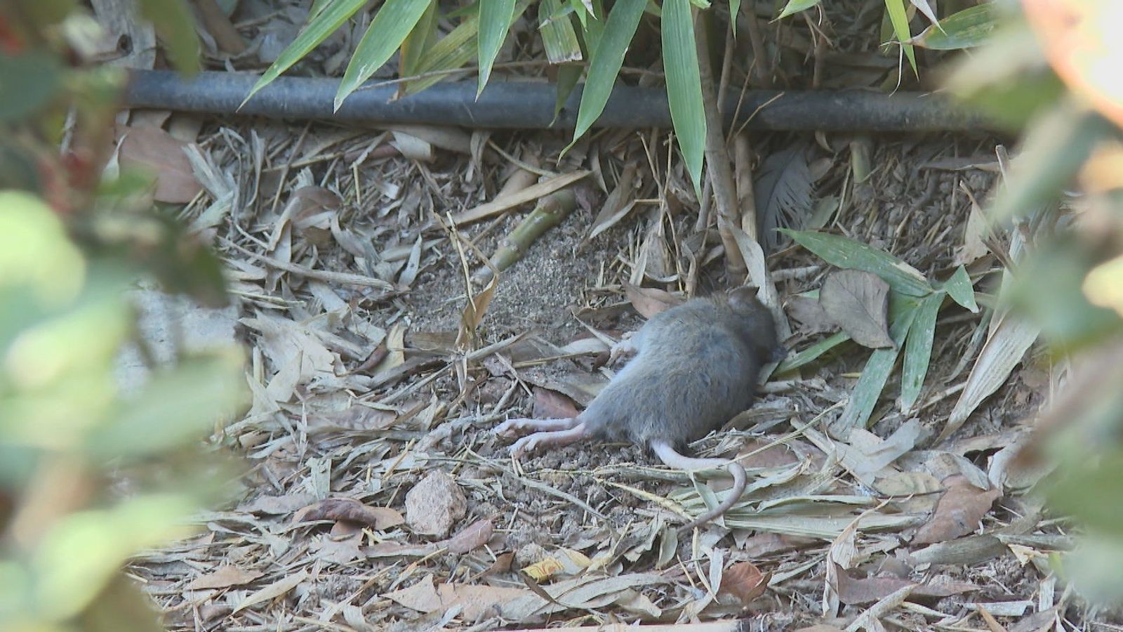 Una plaza de Tetuán tomada por una plaga de ratas