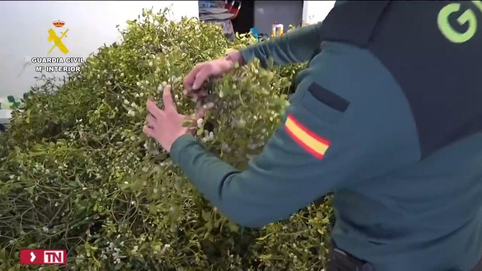 Incautan kilos y kilos de muérdago