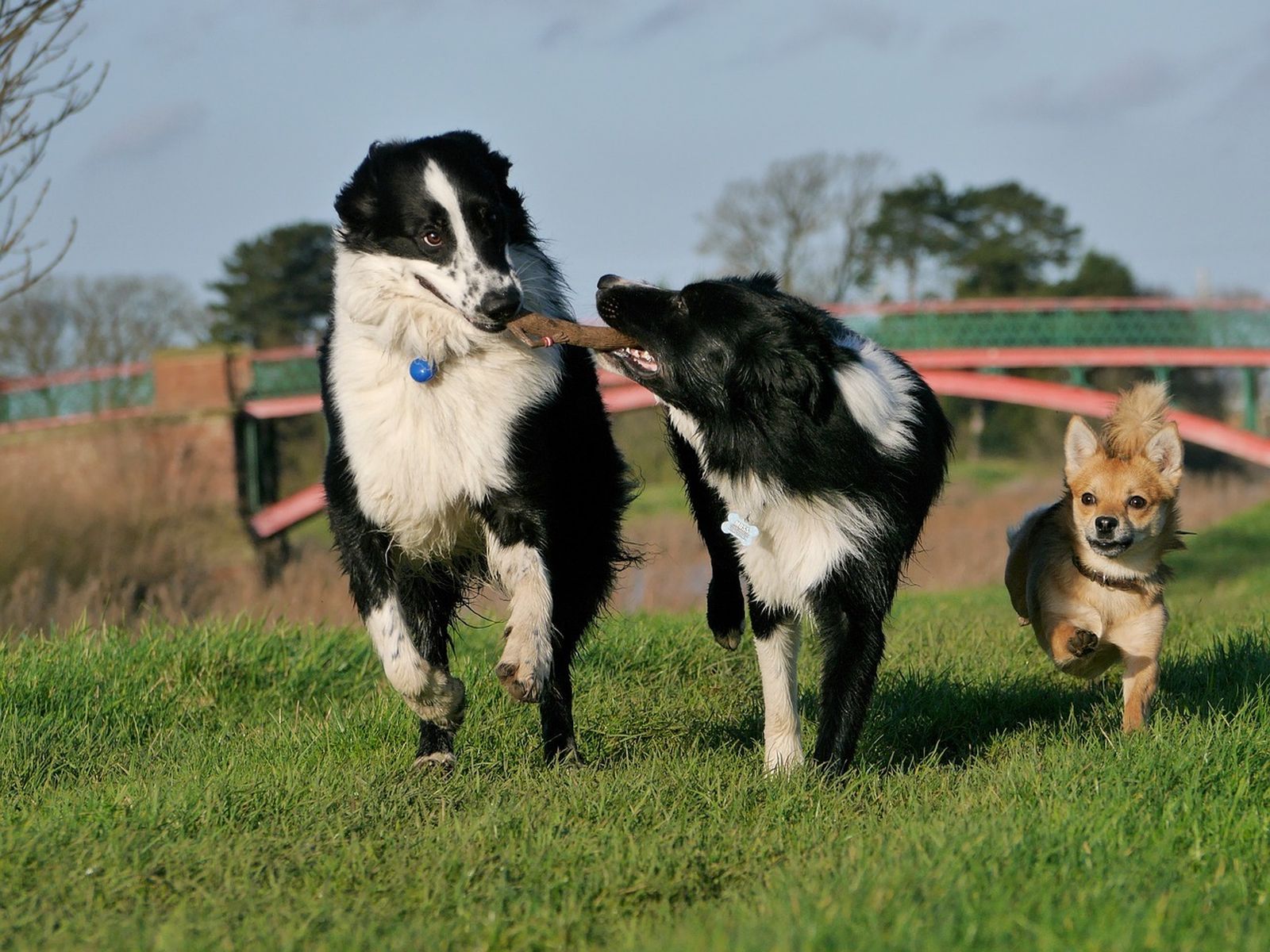 Perros en el campo