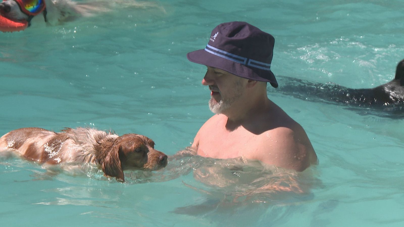 Perro con su dueño en una piscina