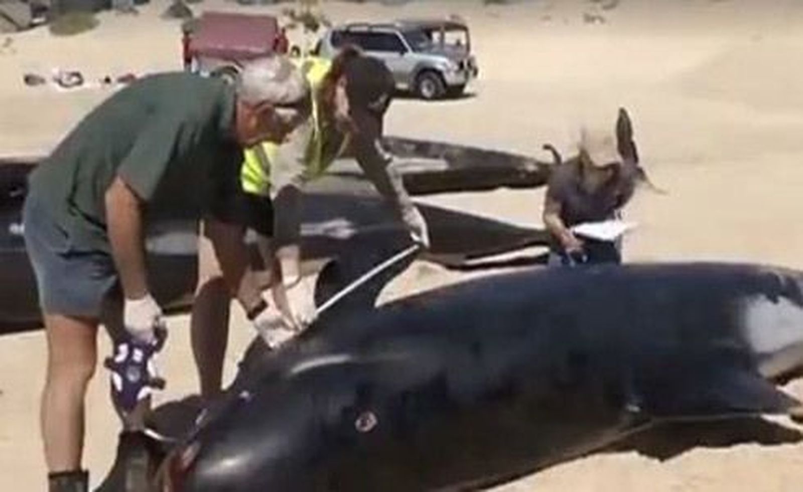 Mueren doce ballenas que se quedaron varadas en el suroeste de Australia