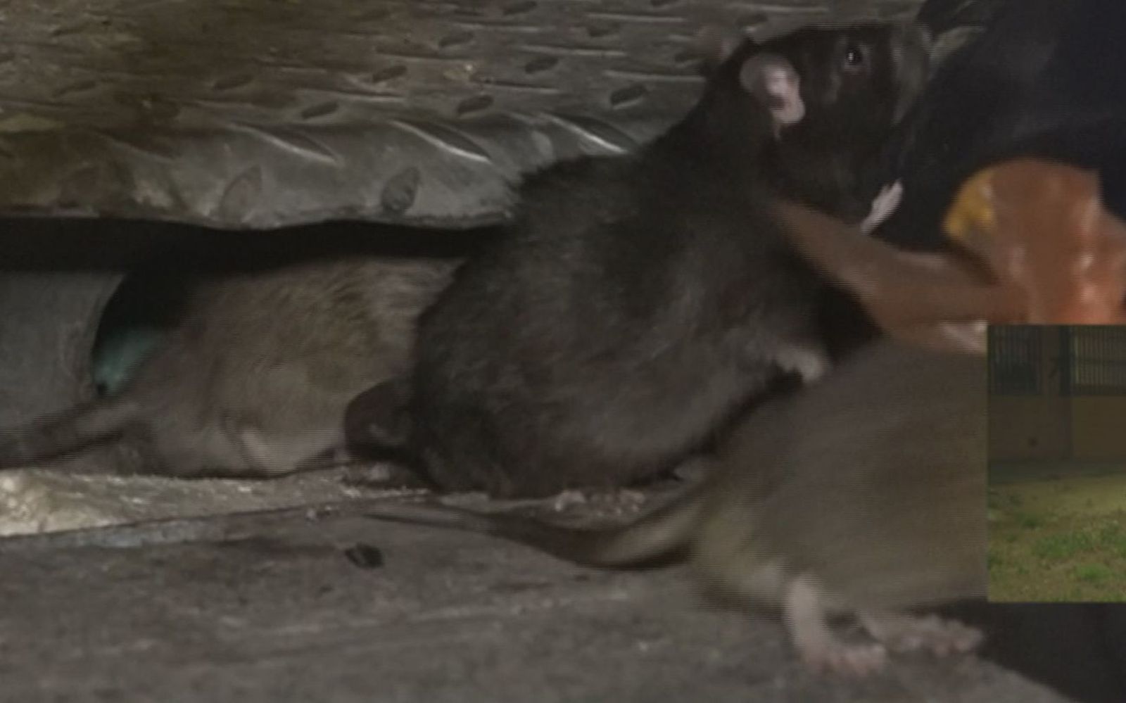 Los vecinos denuncian una invasión de ratas en San Blas