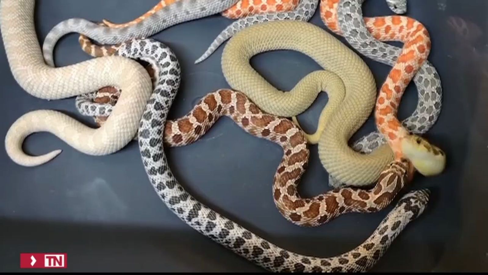 Adiós a los animales silvestres en el circo