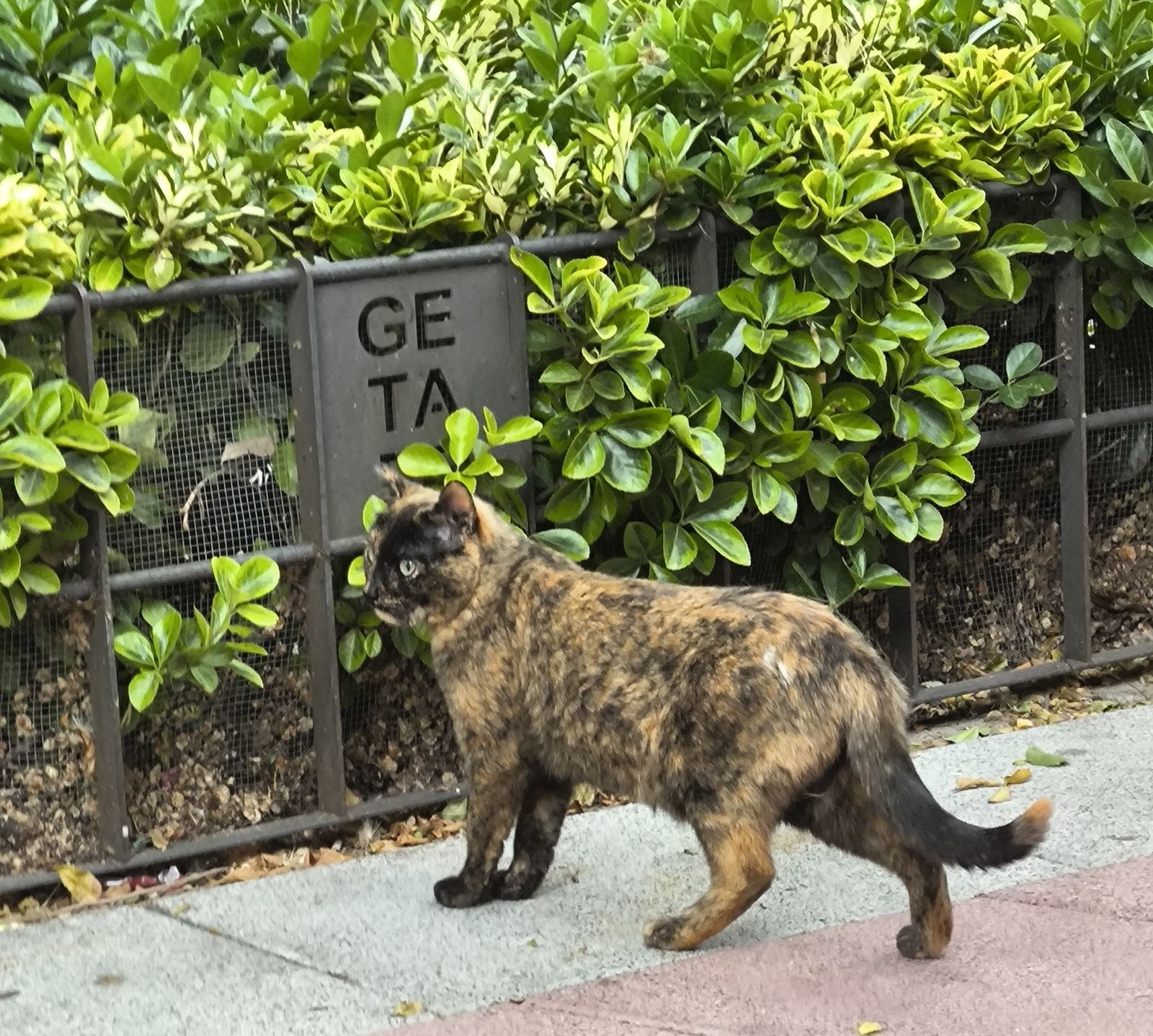 Gato callejero en Getafe