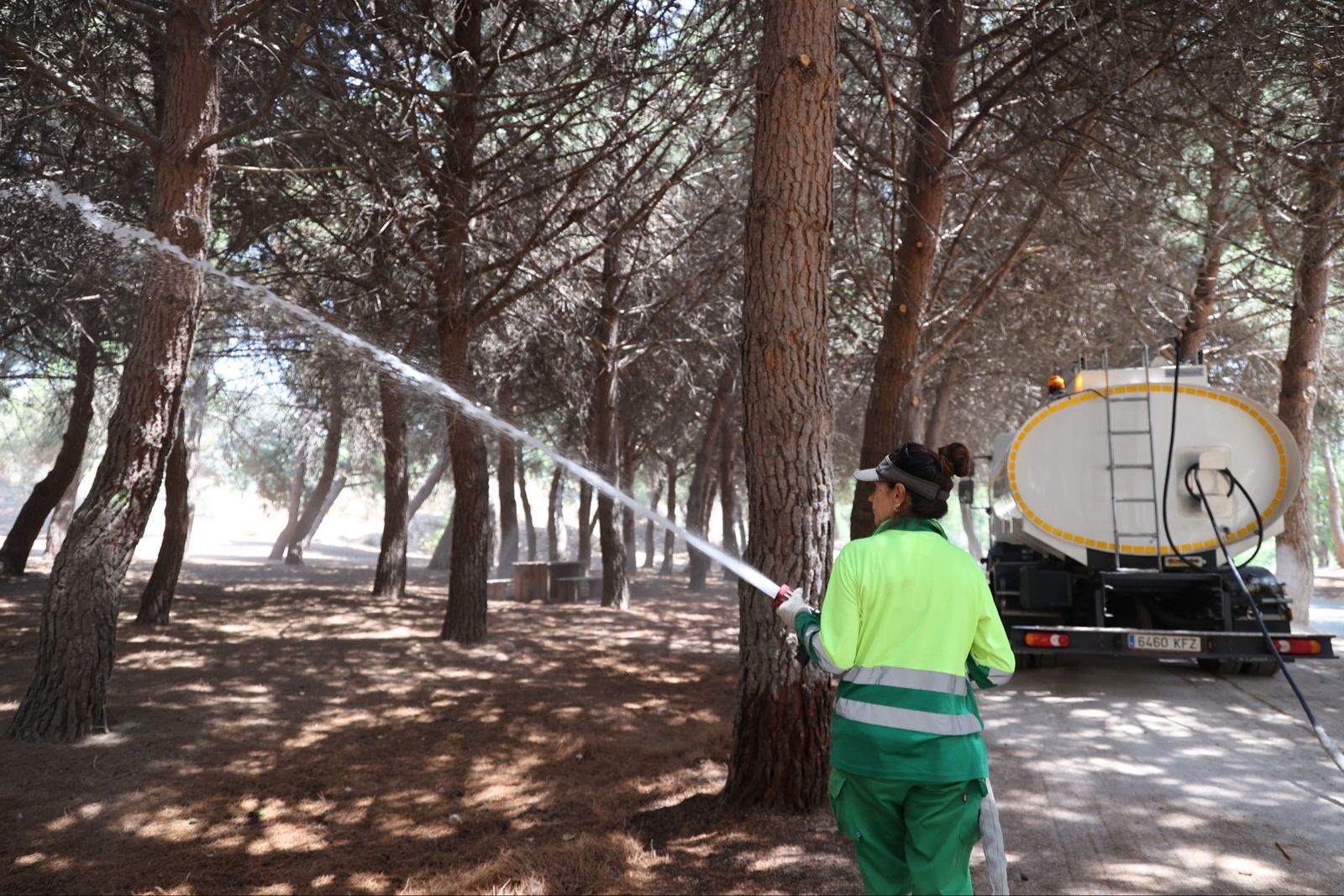 Labores de refresco en un pinar de Arroyomolinos