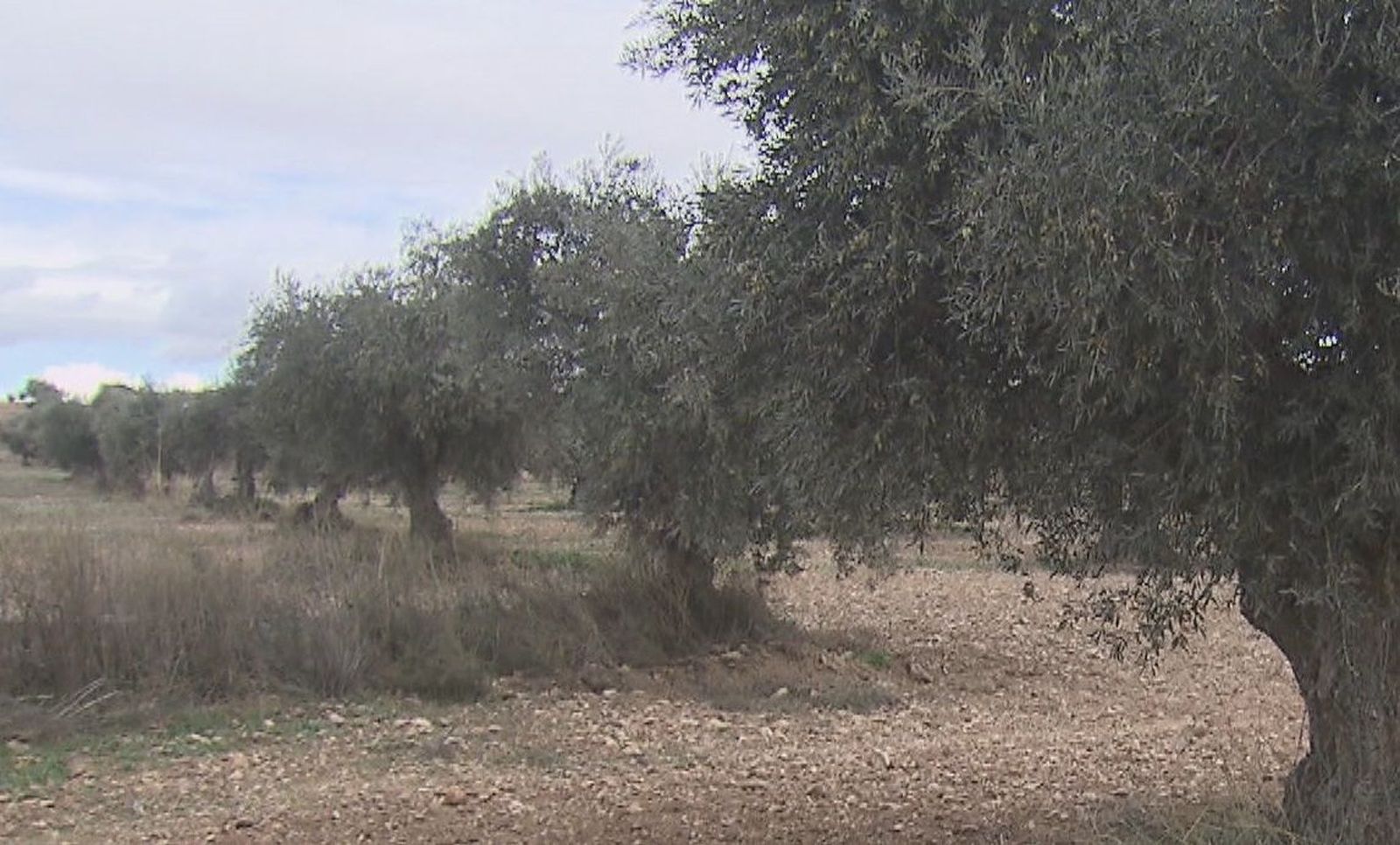 Aranjuez, amenazada por la instalación de cuatro macroplantas fotovoltaicas