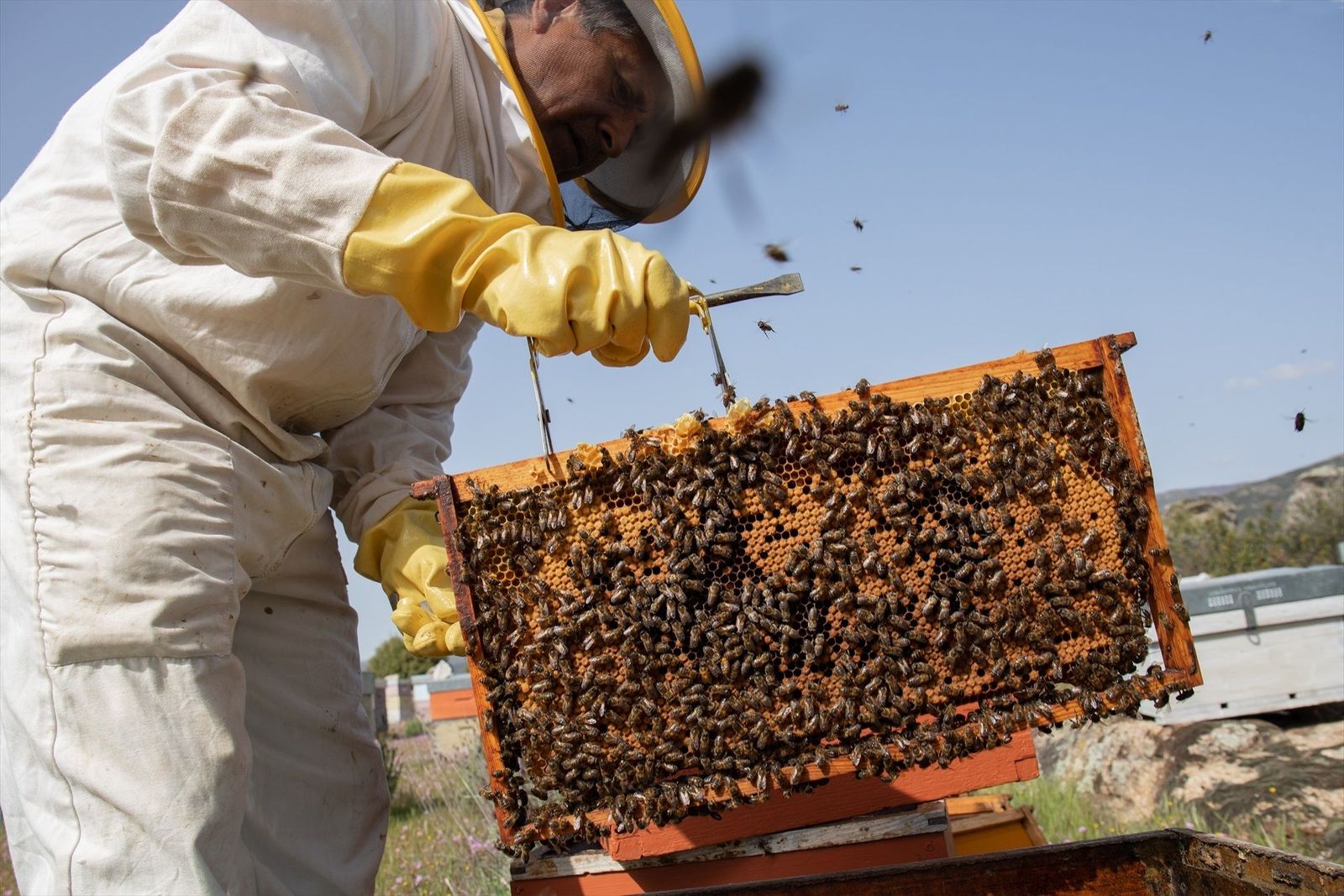 La sequía y las altas temperaturas hunden la producción de miel