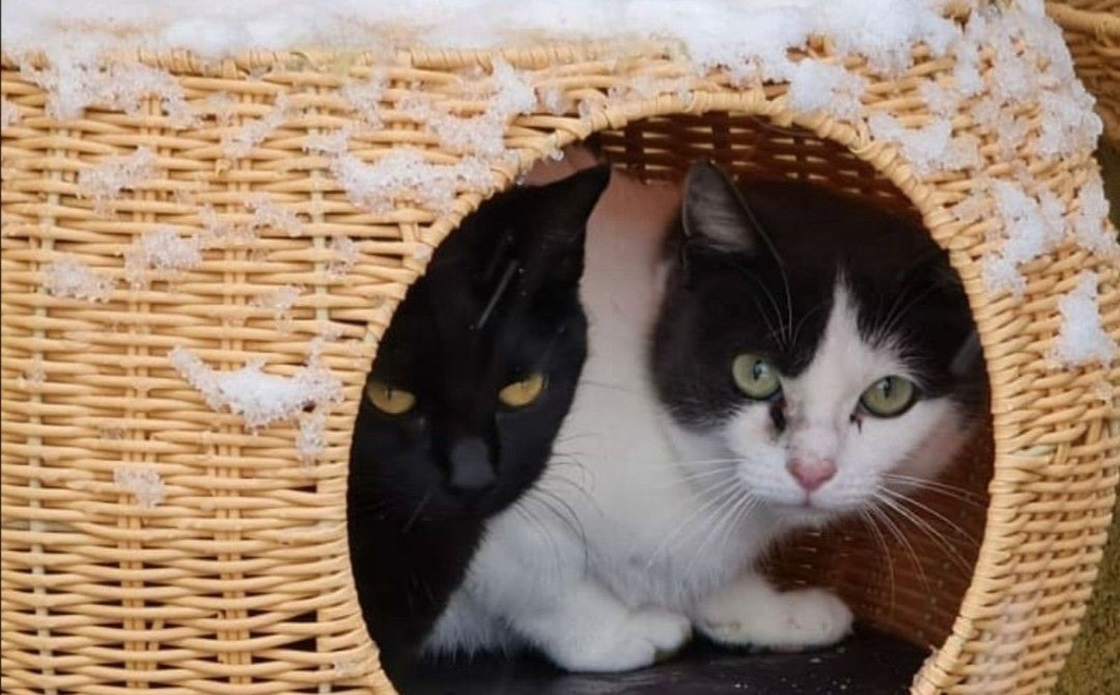 Esta protectora de animales ha quedado destrozada tras el paso de la borrasca