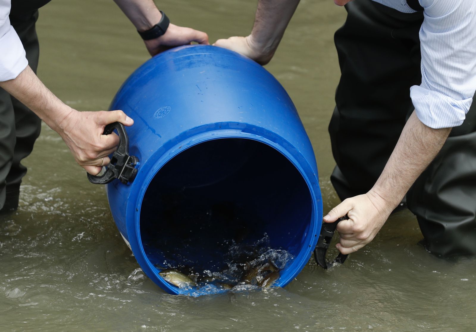 Madrid reintroduce en el Manzanares cuatro especies de peces catalogadas como vulnerables y protegidas