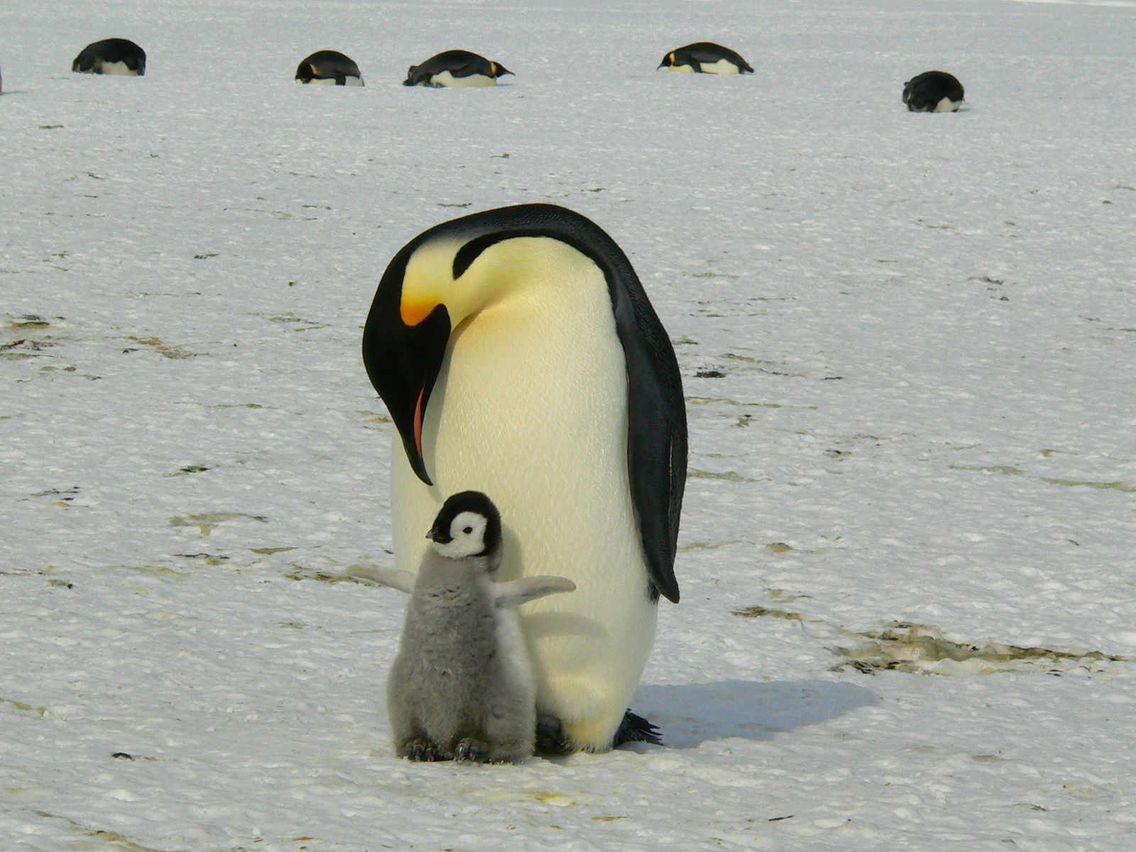 Un pingüino emperador en la Antártida con su cría
