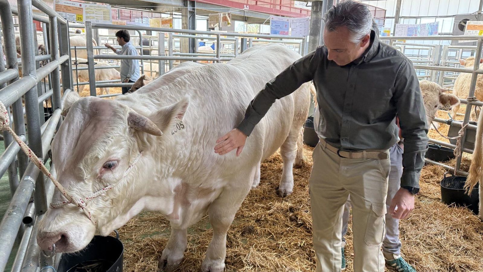 Colmenar Viejo acoge la 88ª Subasta Nacional de Ganado Selecto con 216 ejemplares puros