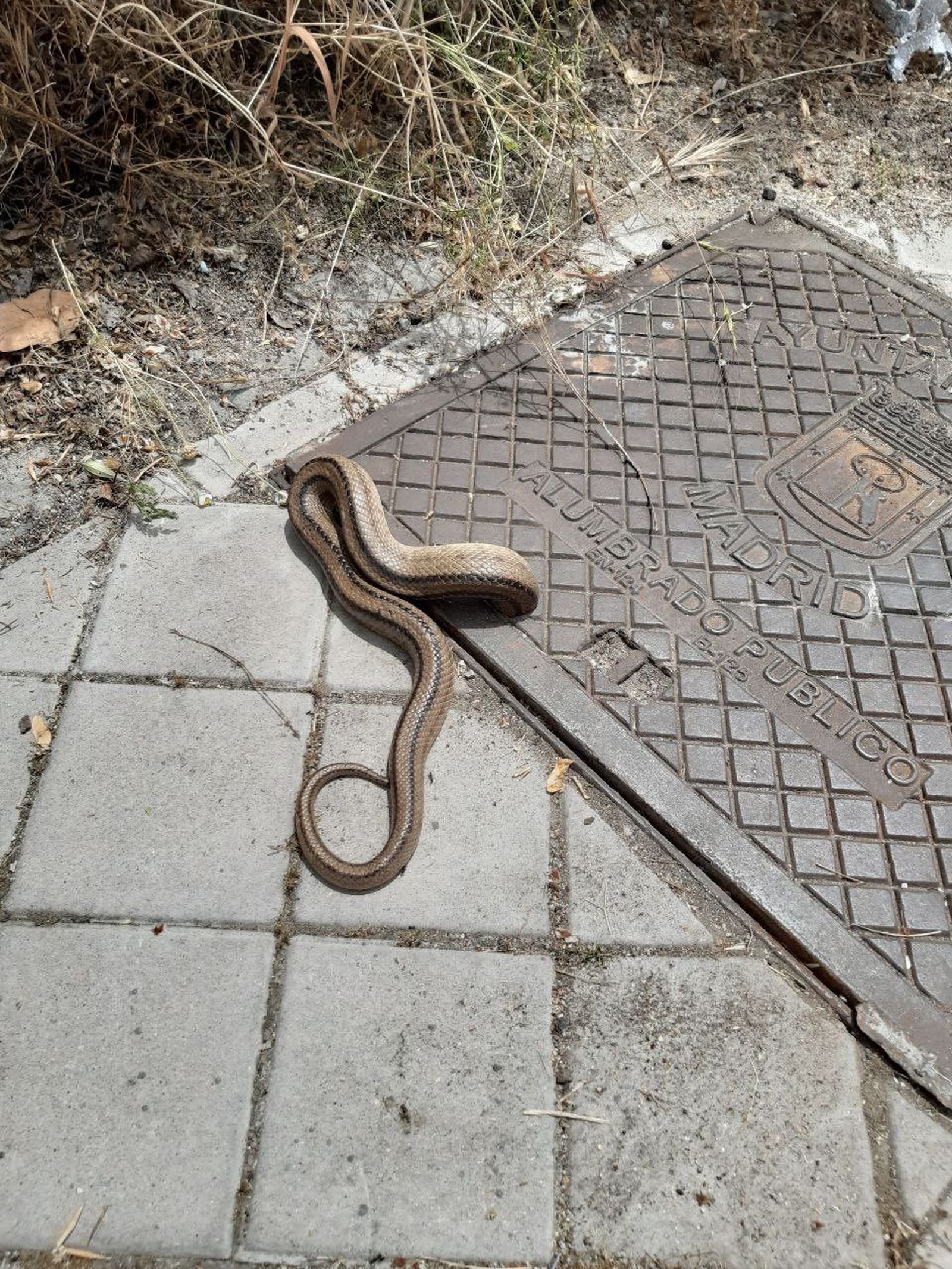 Culebra atrapada en un registro de alumbrado público