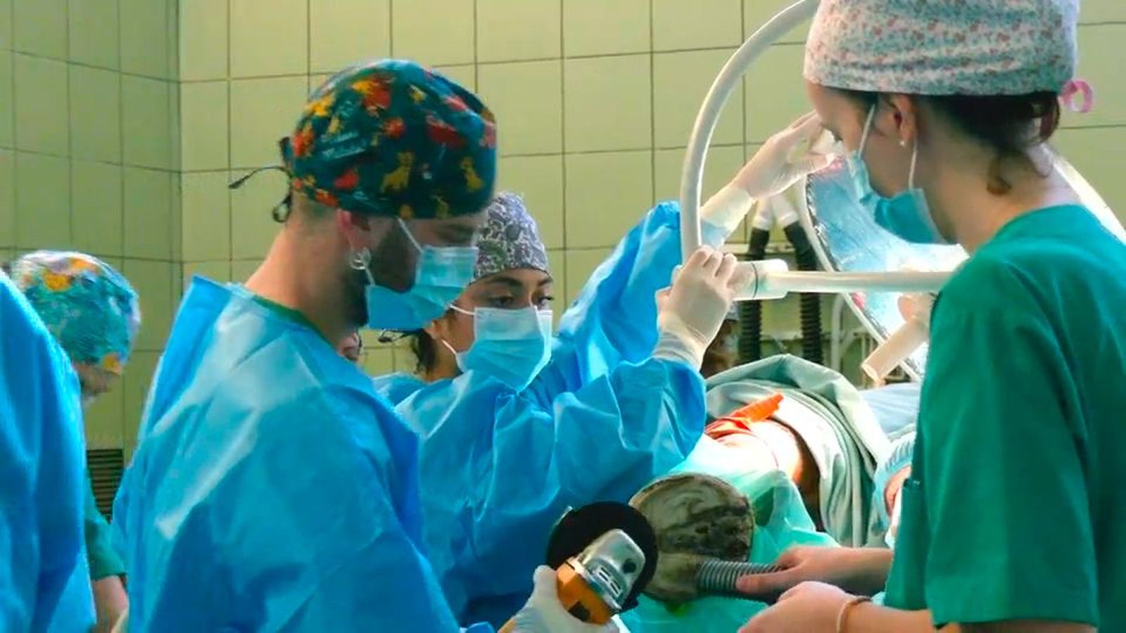 ¿Cómo es la operación de un caballo? Así es una de estas intervenciones en el Hospital Clínico Complutense