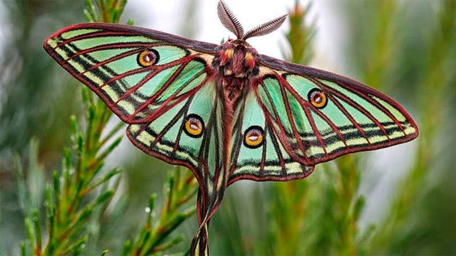 Ejemplar de graellsia, Actias isabellae