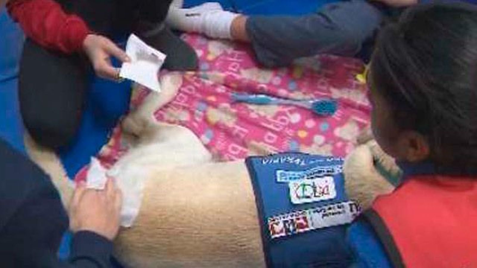 Arroyomolinos presenta el proyecto “Corazones azules, patas por el autismo”