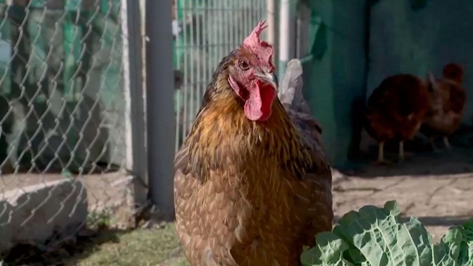 ¿Sabías que en España hay tantas gallinas como personas?