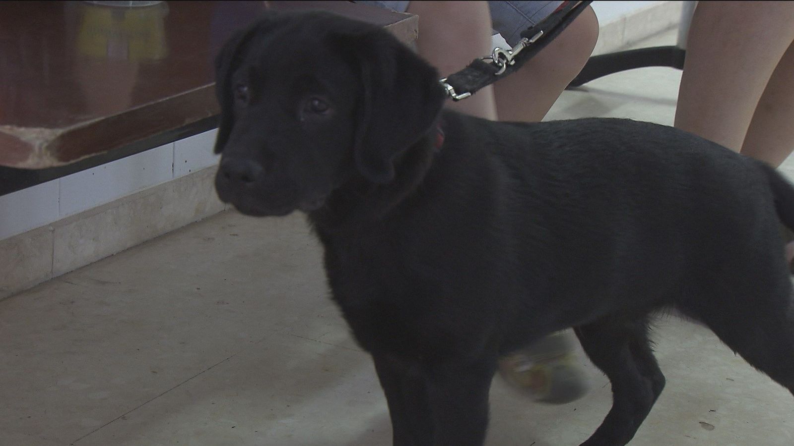 Numerosas familias madrileñas adoptan por un año a futuros perros guía