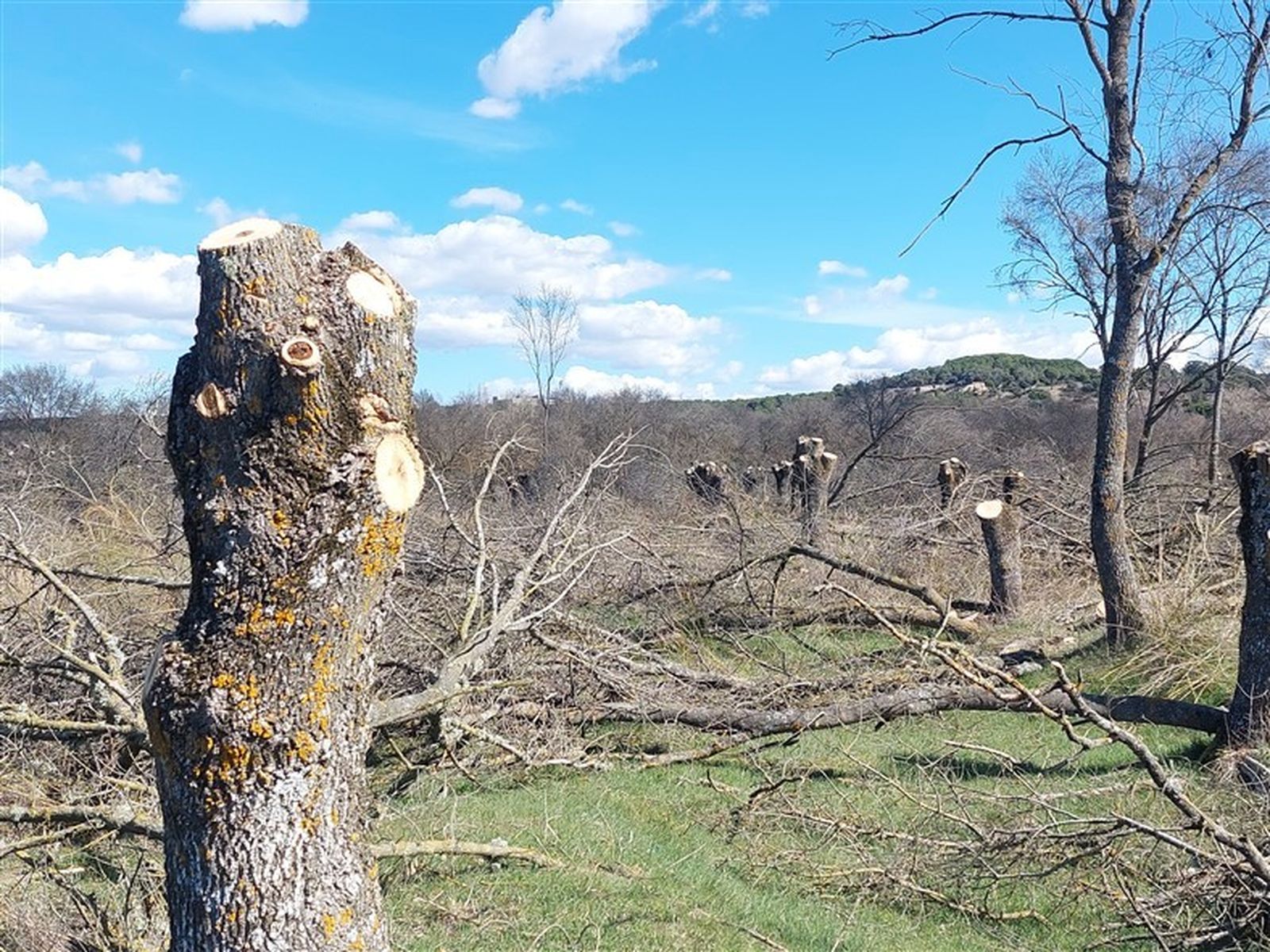 Estado de la fresneda del Parque Regional del Curso Medio del río Guadarrama