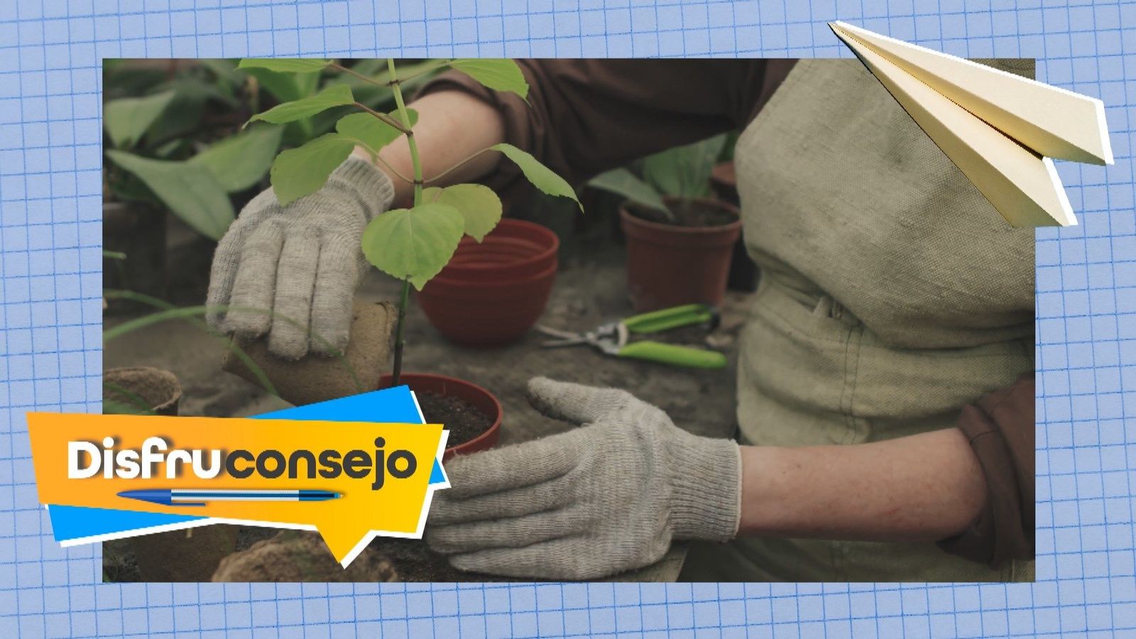 ¿Cómo plantar un árbol en casa?