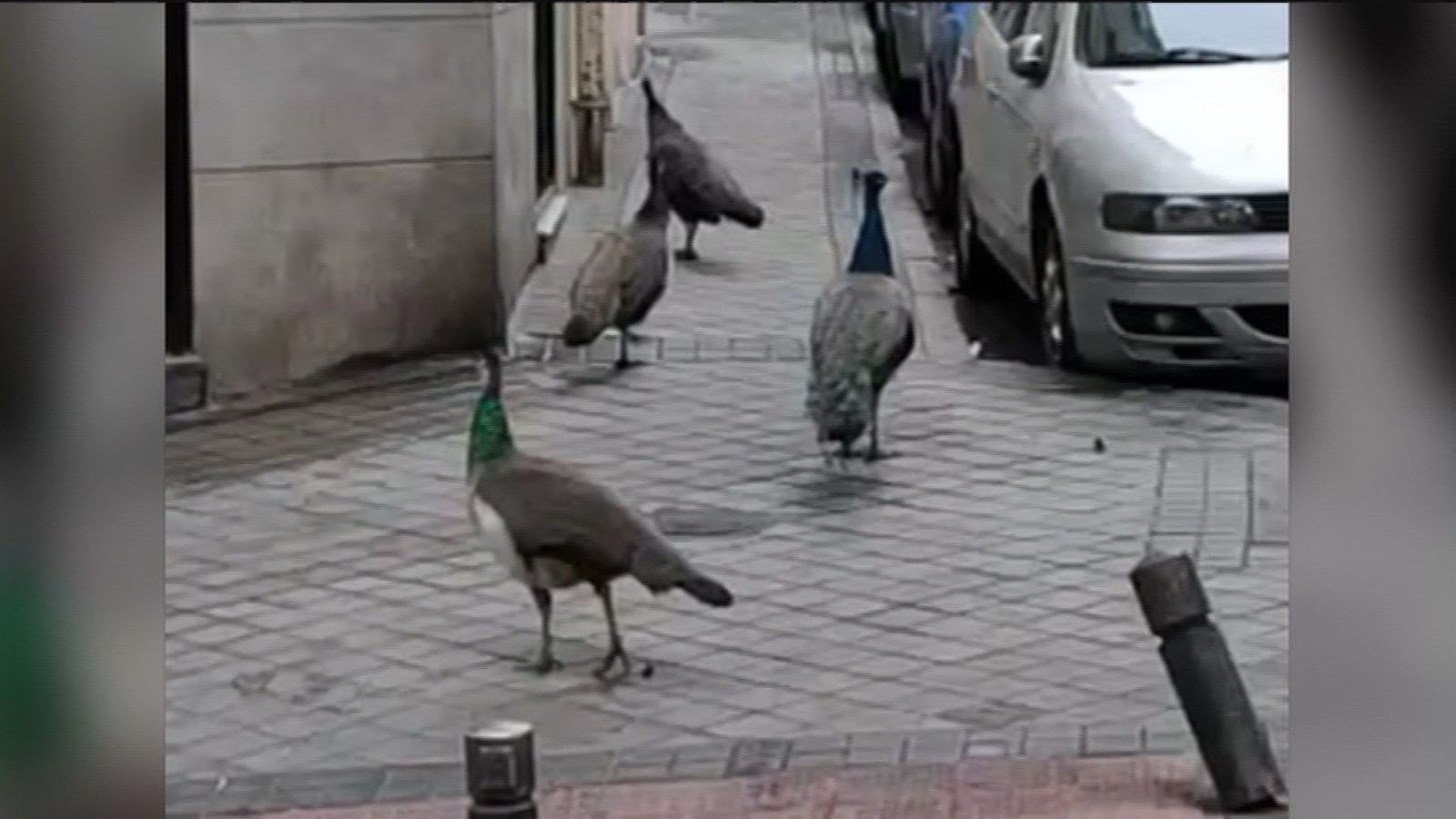 Qué hacer si te encuentras un animal en una calle de Madrid