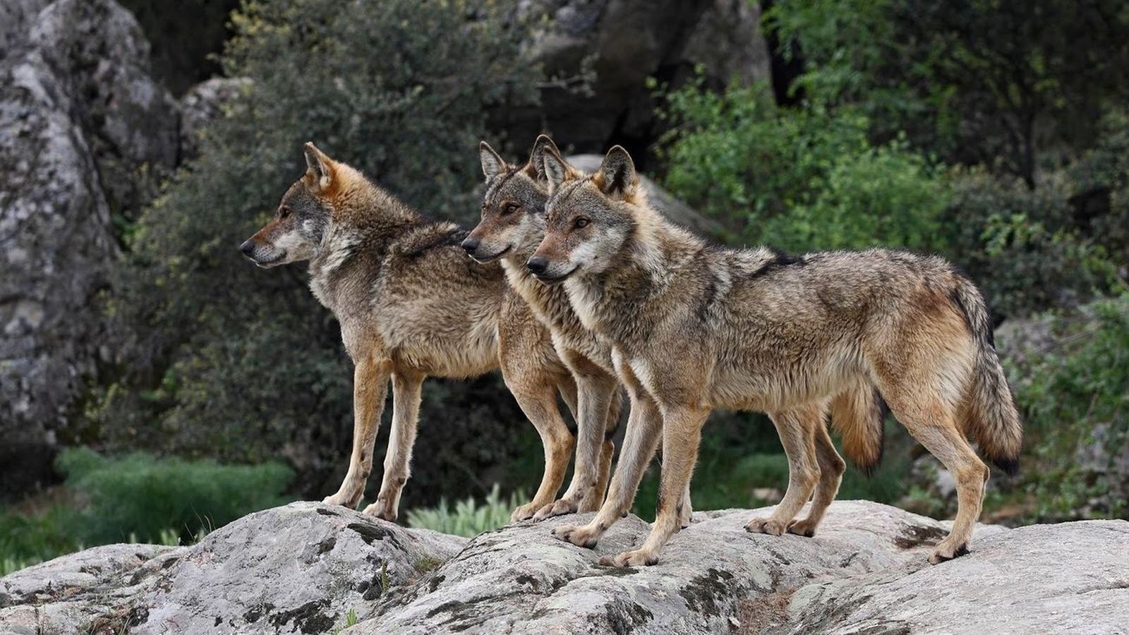 Ejemplares de lobo ibérico