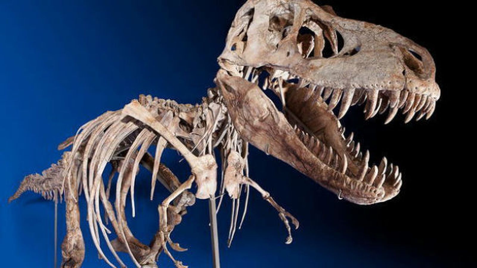El tiranosaurio tenía una cara sin labios y con escamas, similar al cocodrilo