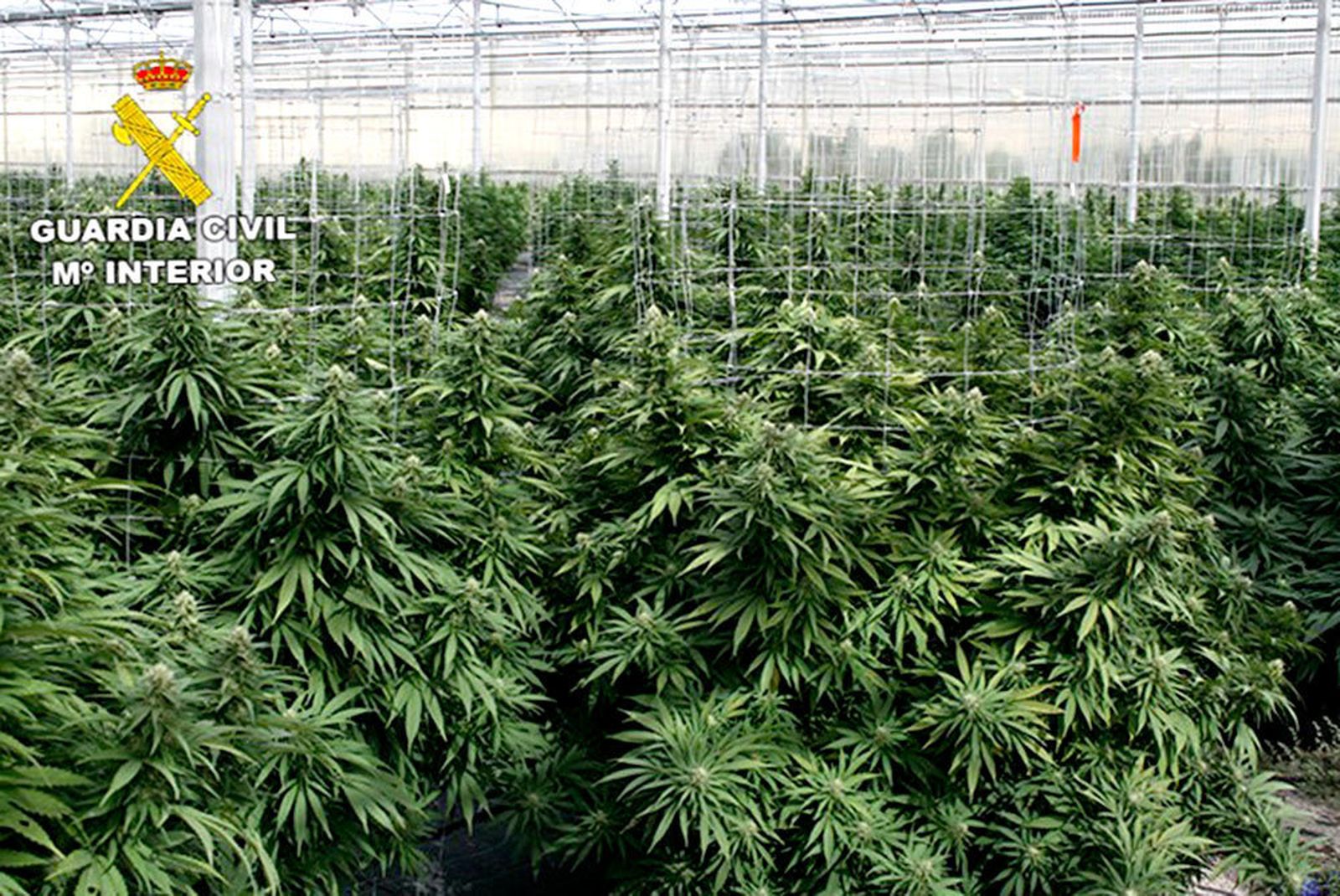 Veintidós detenidos de una red china que vendía marihuana a narcos europeos